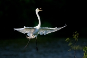 Ardea-alba;Breeding-Plumage;Egret;Flying-Bird;Great-Egret;One;action;active;aero